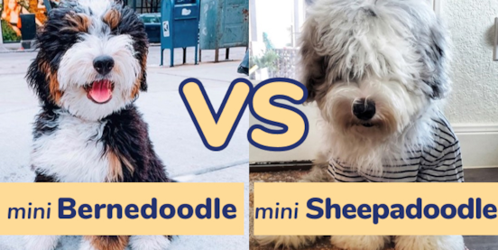 Mini Bernedoodle vs Mini Sheepadoodle Comparison Mini Bernedoodle vs Mini Sheepadoodle Comparison