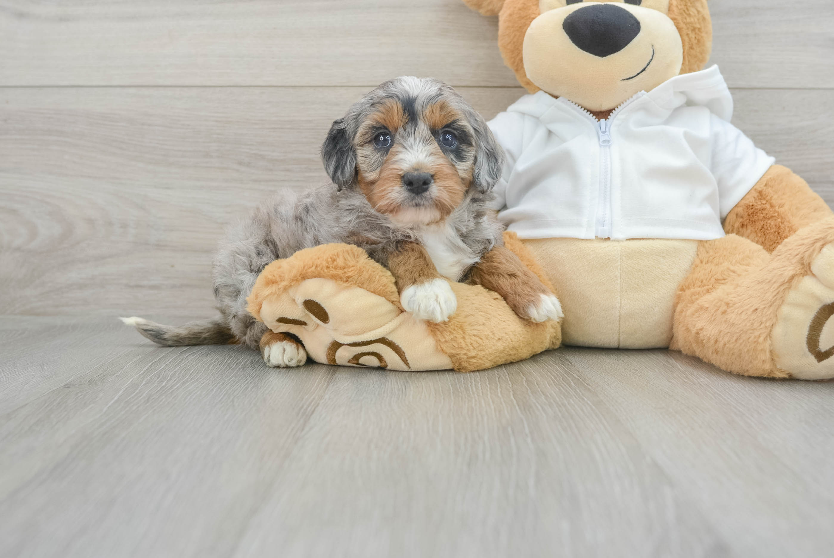 Mini Bernedoodle Pup Being Cute