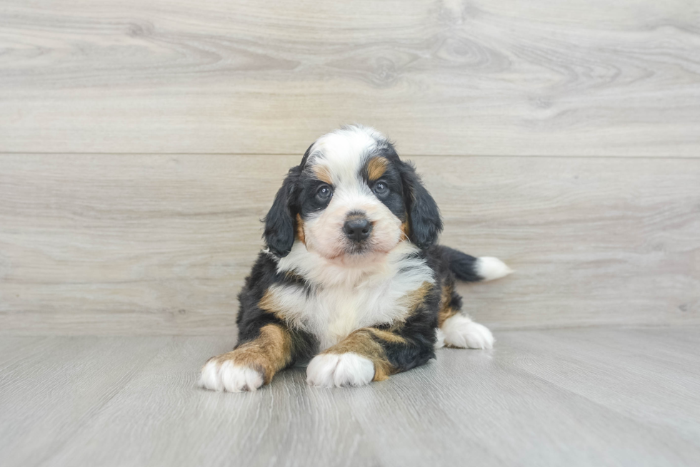 Happy Mini Bernedoodle Baby