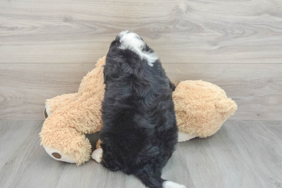 Petite Mini Bernedoodle Poodle Mix Pup