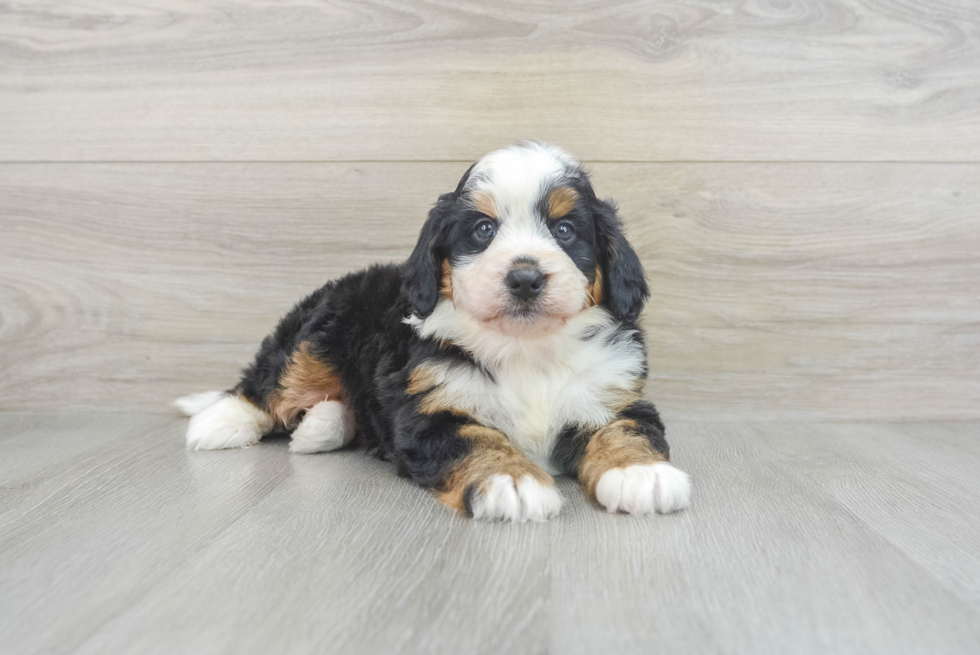 Mini Bernedoodle Puppy for Adoption