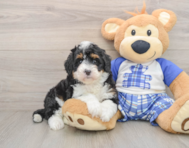 6 week old Mini Bernedoodle Puppy For Sale - Lone Star Pups