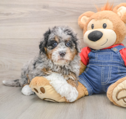 5 week old Mini Bernedoodle Puppy For Sale - Lone Star Pups
