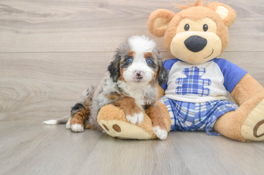 Mini Bernedoodle Pup Being Cute