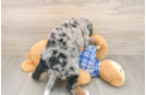 Best Mini Bernedoodle Baby