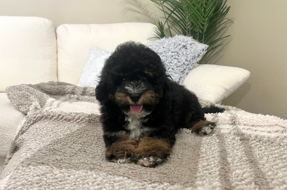 11 week old Mini Bernedoodle Puppy For Sale - Lone Star Pups