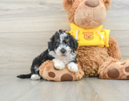 8 week old Mini Bernedoodle Puppy For Sale - Lone Star Pups