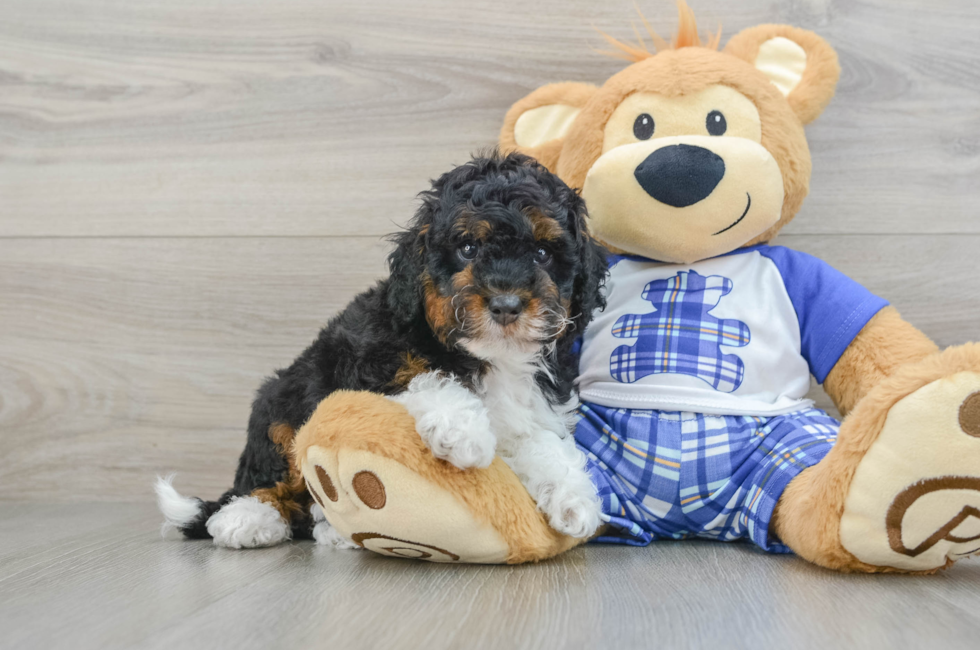 6 week old Mini Bernedoodle Puppy For Sale - Lone Star Pups