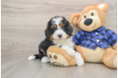 Fluffy Mini Bernedoodle Poodle Mix Pup