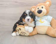 6 week old Mini Bernedoodle Puppy For Sale - Lone Star Pups