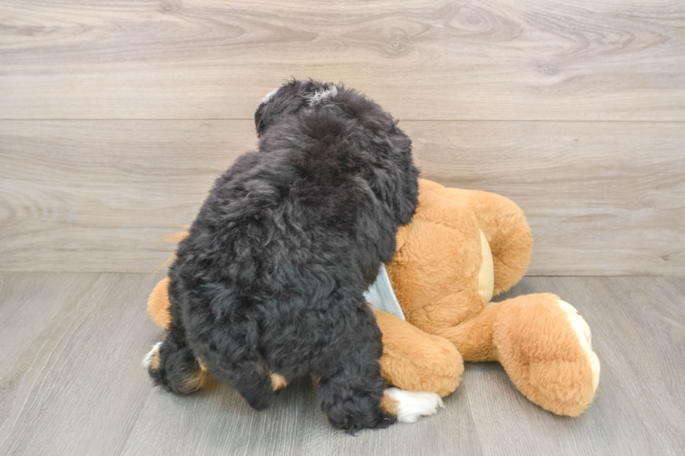 Cute Mini Bernedoodle Baby