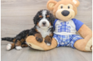 Mini Bernedoodle Pup Being Cute