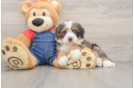 Smart Mini Bernedoodle Poodle Mix Pup