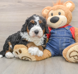 5 week old Mini Bernedoodle Puppy For Sale - Lone Star Pups
