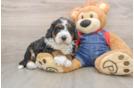 Energetic Bernese Doodle Poodle Mix Puppy