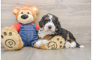 Hypoallergenic Mini Bernesedoodle Poodle Mix Puppy