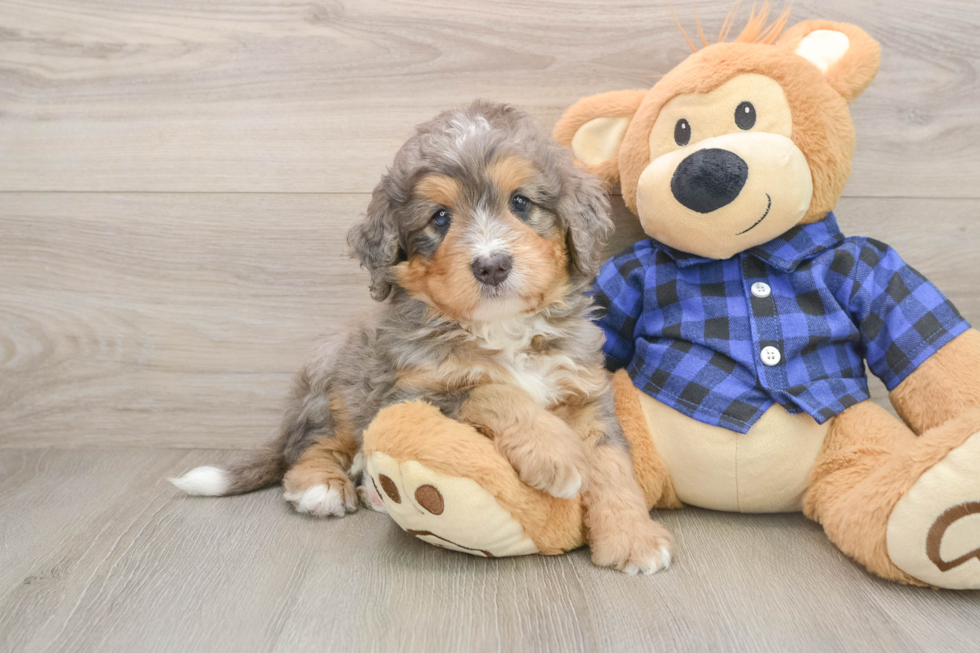 Adorable Mini Bernesedoodle Poodle Mix Puppy