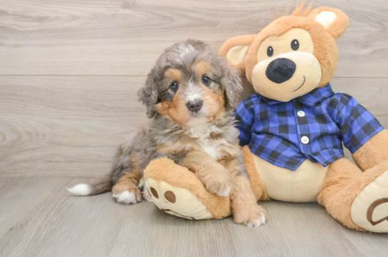 ZEUS, a Mini Bernedoodle littermate