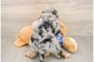 Best Mini Bernedoodle Baby