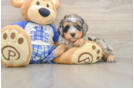Petite Mini Bernedoodle Poodle Mix Pup