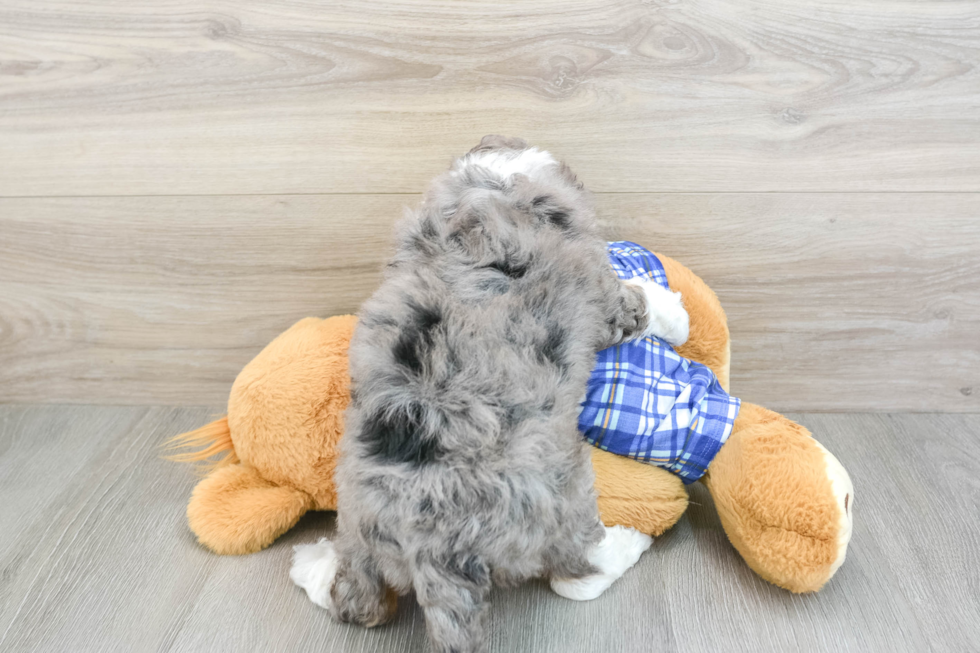 Popular Mini Bernedoodle Poodle Mix Pup