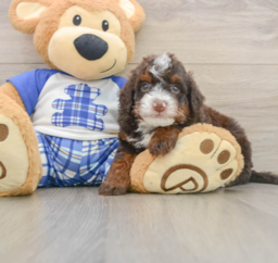 6 week old Mini Bernedoodle Puppy For Sale - Lone Star Pups