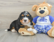 5 week old Mini Bernedoodle Puppy For Sale - Lone Star Pups