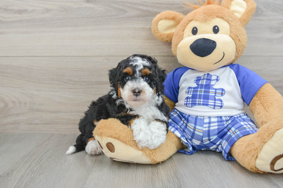 6 week old Mini Bernedoodle Puppy For Sale - Lone Star Pups