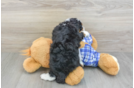 Adorable Mini Bernepoo Poodle Mix Puppy