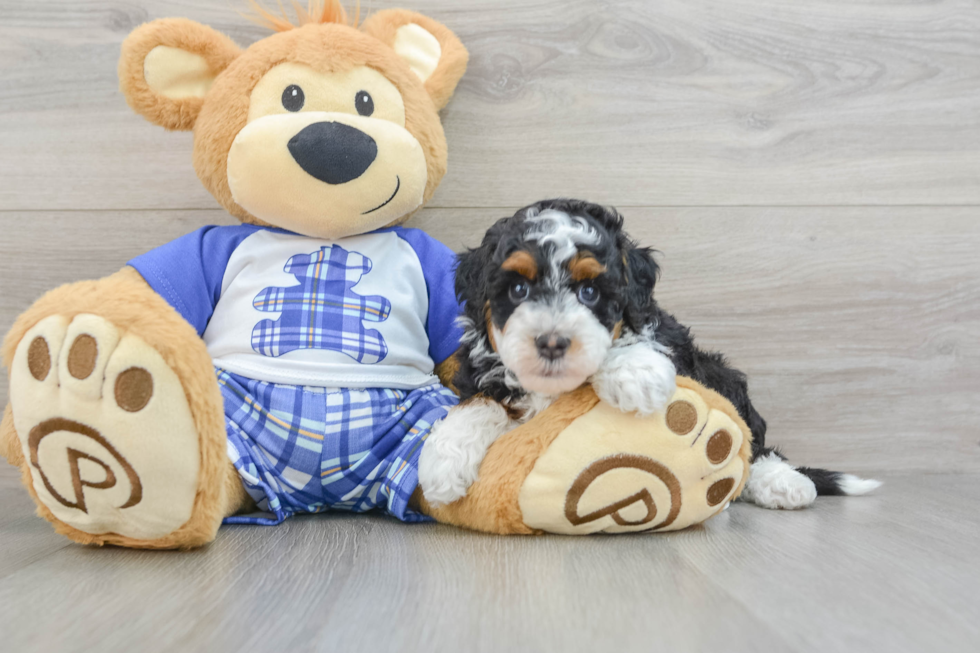 Happy Mini Bernedoodle Baby