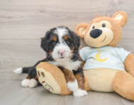 6 week old Mini Bernedoodle Puppy For Sale - Lone Star Pups