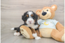 Mini Bernedoodle Pup Being Cute