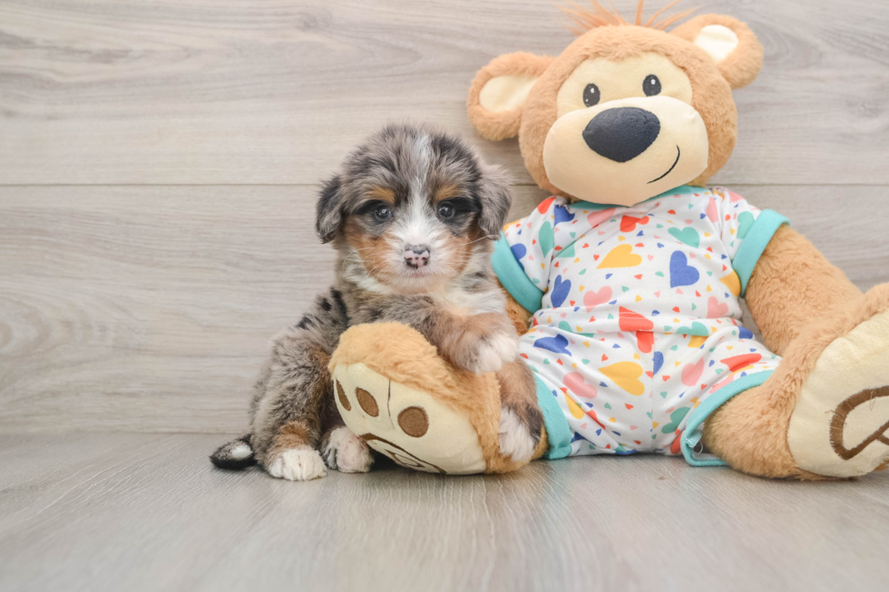Petite Mini Bernedoodle Poodle Mix Pup