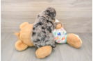 Mini Bernedoodle Puppy for Adoption