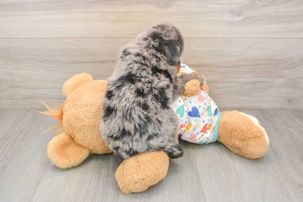 Mini Bernedoodle Puppy for Adoption