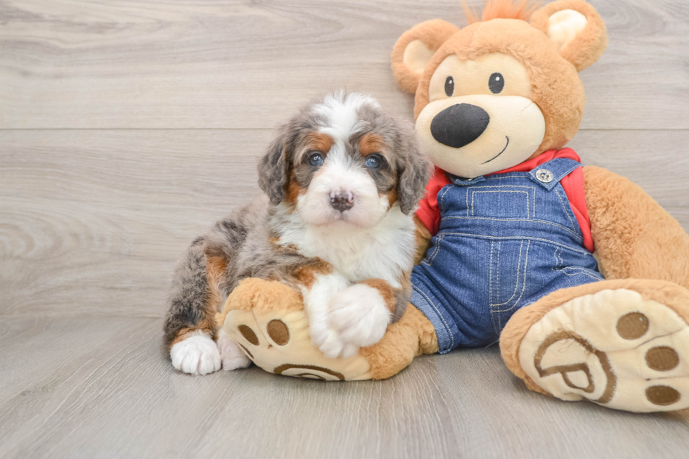 Fluffy Mini Bernedoodle Poodle Mix Pup