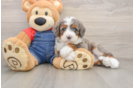 Mini Bernedoodle Puppy for Adoption