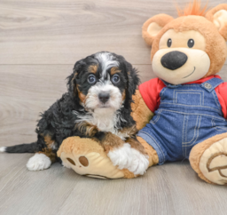 5 week old Mini Bernedoodle Puppy For Sale - Lone Star Pups