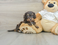 5 week old Mini Doxiedoodle Puppy For Sale - Lone Star Pups