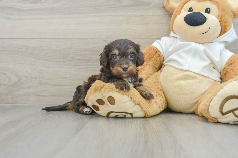 5 week old Mini Doxiedoodle Puppy For Sale - Lone Star Pups