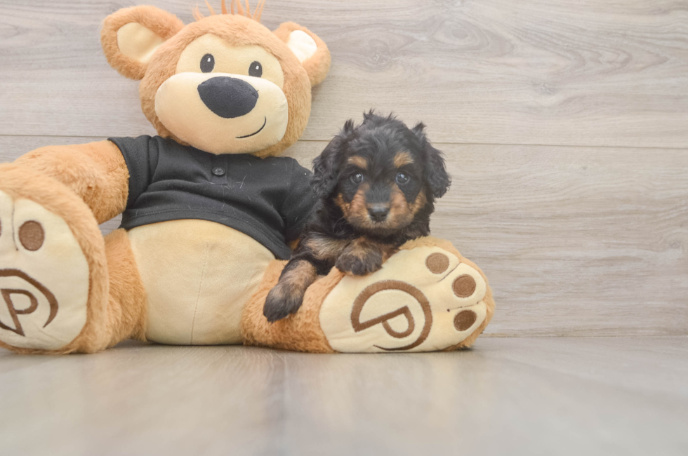 5 week old Mini Doxiedoodle Puppy For Sale - Lone Star Pups