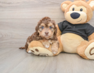 5 week old Mini Doxiedoodle Puppy For Sale - Lone Star Pups