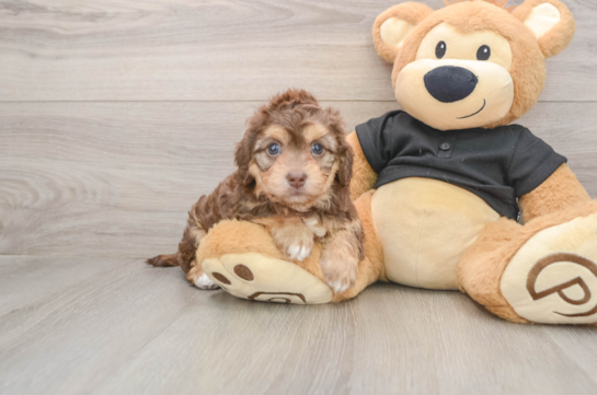 Mini Doxiedoodle Puppy for Adoption