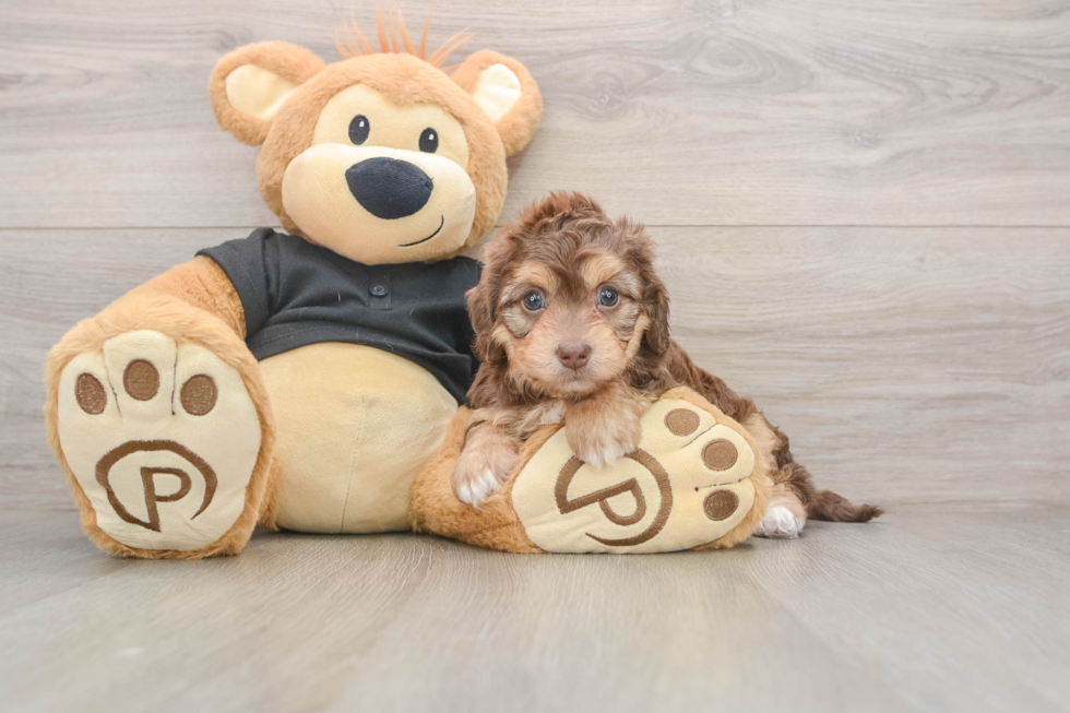 Mini Doxiedoodle Pup Being Cute