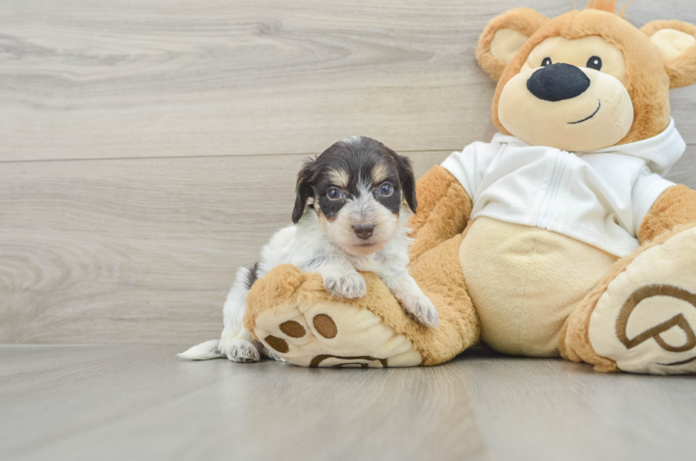 5 week old Mini Doxiedoodle Puppy For Sale - Lone Star Pups