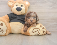 5 week old Mini Doxiedoodle Puppy For Sale - Lone Star Pups