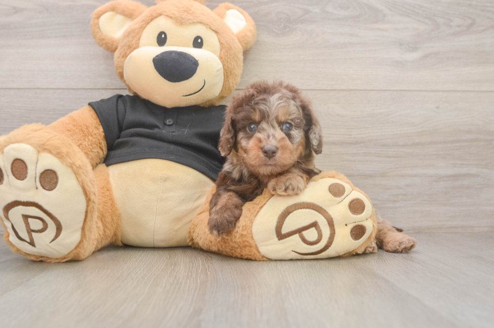 5 week old Mini Doxiedoodle Puppy For Sale - Lone Star Pups
