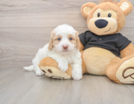 5 week old Mini Doxiedoodle Puppy For Sale - Lone Star Pups