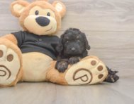 5 week old Mini Doxiedoodle Puppy For Sale - Lone Star Pups