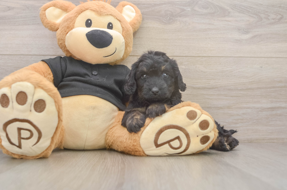 5 week old Mini Doxiedoodle Puppy For Sale - Lone Star Pups